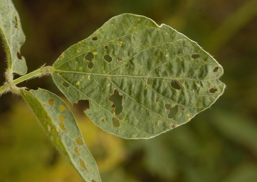 Figure 2. Symptoms of bean leaf beetle feeding on a soybean leaf. Note the round damage within the leaf characteristic of this pest. Figure 2. Symptoms of bean leaf beetle feeding on a soybean leaf. Note the round damage within the leaf characteristic of this pest.